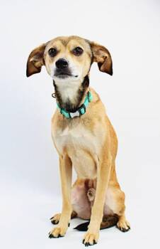 Chihuahua and Mixed Breed Dogs Available for Adoption in Morton Grove, Illinois - Copper | PetCurious
