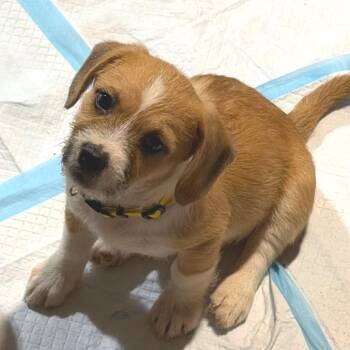 Lil