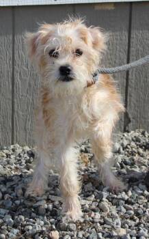 Verdi -  Terrier and Mixed Breed Dog for Adoption in Vacaville, California - Verdi | PetCurious