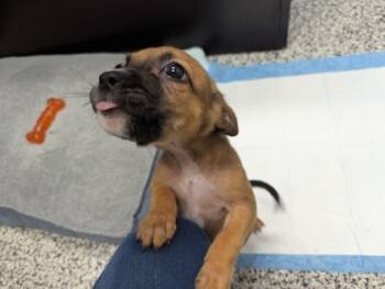 Rescue Mixed Breed Dogs for Adoption in West Chester, Pennsylvania - Alyssa | PetCurious