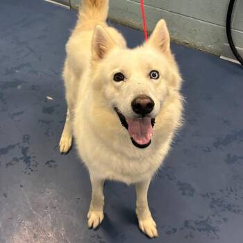 Coleslaw -  Husky Dog for Adoption in Greensboro, North Carolina - Coleslaw | PetCurious