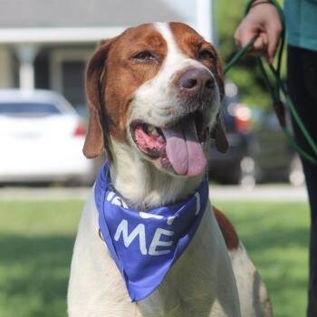 Otto -  Hound Dog for Adoption in Columbia, South Carolina - Otto | PetCurious