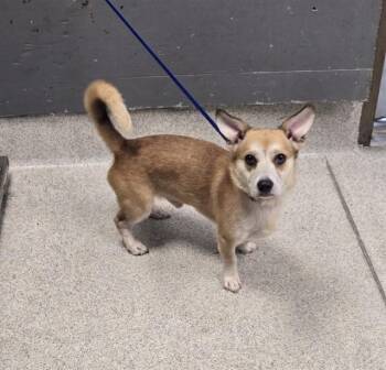 WALTER -  Cardigan Welsh Corgi and Mixed Breed Dog for Adoption in Tallahassee, Florida - WALTER | PetCurious