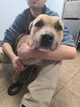 Terrier and Mixed Breed Dogs Available for Adoption - Dutchess | PetCurious