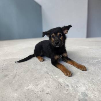 Lucy -  Spaniel Dog for Adoption in Dallas, Georgia - Lucy | PetCurious