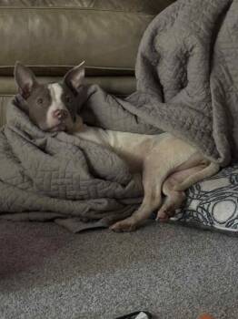 Rescue Terrier Dogs for Adoption in Grove City, Ohio - Presley | PetCurious