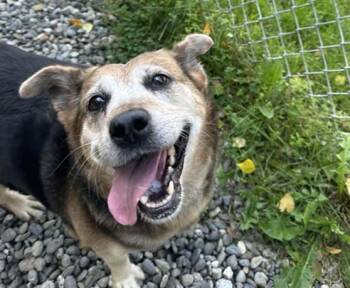 JUBILEE -  Beagle and Terrier Dog for Adoption in Anchorage, Alaska - JUBILEE | PetCurious