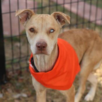 German Shepherd Dog Dogs Available for Adoption in San Antonio, Texas - PALOMA | PetCurious