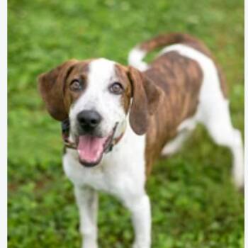 Sally -  Hound and Mixed Breed Dog for Adoption in Fairfax Station, Virginia - Sally | PetCurious