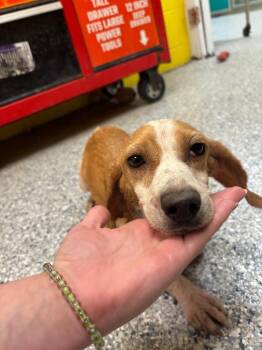 Billie Jean -  Beagle Dog for Adoption in Cambridge, Maryland - Billie Jean | PetCurious