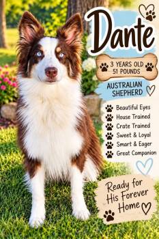 Dante -  Australian Shepherd Dog for Adoption in Fort Worth, Texas - Dante | PetCurious