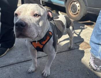 Stormili -  Mixed Breed Dog for Adoption in New York, New York - Stormili | PetCurious