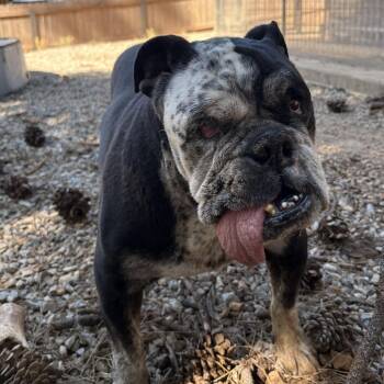 Nicky -  English Bulldog Dog for Adoption in Lakehead, California - Nicky | PetCurious