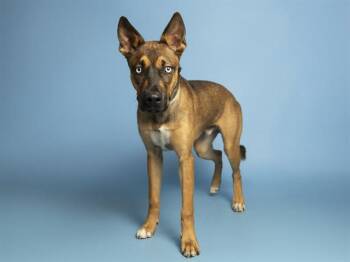 BRUNO -  German Shepherd Dog and Mixed Breed Dog for Adoption in Phoenix, Arizona - BRUNO | PetCurious