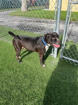 Rescue Pit Bull Terrier and Mixed Breed Dogs for Adoption in Boca Raton, Florida - Major | PetCurious