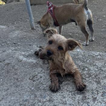 Dusty -  Yorkshire Terrier Dog for Adoption in Saratoga Springs, New York - Dusty | PetCurious