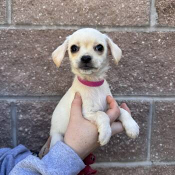 Cheese -  Mixed Breed Dog for Adoption in Las Vegas, Nevada - Cheese | PetCurious