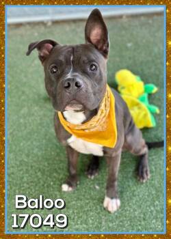 Staffordshire Bull Terrier Dogs Available for Adoption - BALOO | PetCurious