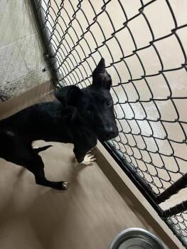 Border Collie Dogs Available for Adoption in Nacogdoches, Texas - Fortune | PetCurious