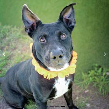 Cane -  Mixed Breed Dog for Adoption in Springboro, Ohio - Cane | PetCurious