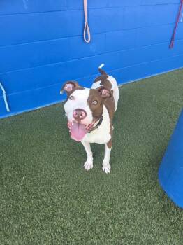 Stanley -  Pit Bull Terrier Dog Available for Adoption in Elmwood, Louisiana - Stanley | PetCurious