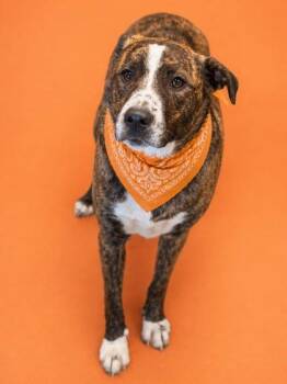 Mountain Cur and Mixed Breed Dogs Available for Adoption in Bowling Green, Kentucky - Kiya | PetCurious