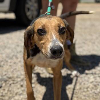 Shamrock -  Hound Dog for Adoption in Columbia, South Carolina - Shamrock | PetCurious