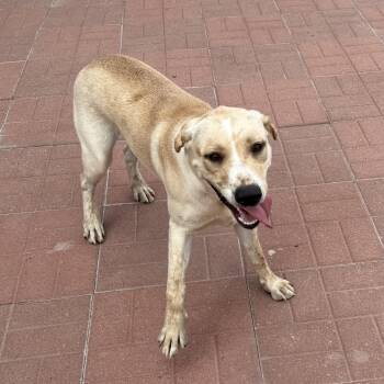 Keri -  Yellow Labrador Retriever Dog for Adoption in Spring, Texas - Keri | PetCurious