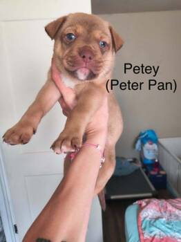 Peter Pan "Petey" -  Pit Bull Terrier Dog for Adoption in Indianapolis, Indiana - Peter Pan "Petey" | PetCurious