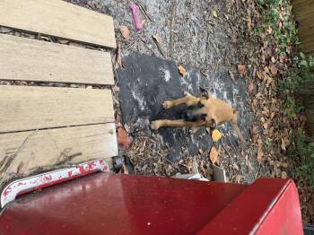 lulu -  Belgian Shepherd Malinois Dog for Adoption in Miami, Florida - Lulu | PetCurious