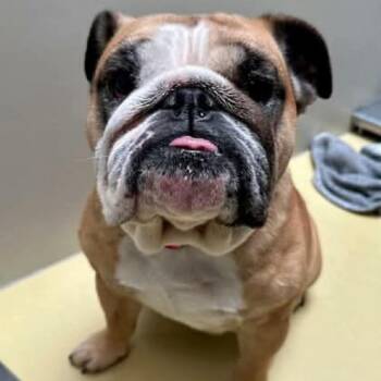 English Bulldog Dogs Available for Adoption in Spring Hill, Kansas - Norma Jean | PetCurious