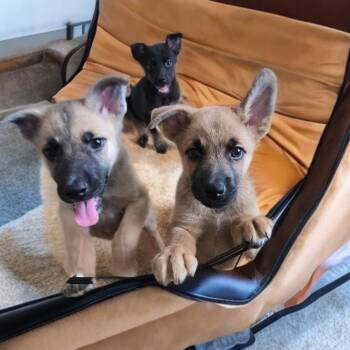 Tina -  Belgian Shepherd Malinois Dog for Adoption in Las Vegas, Nevada - Tina | PetCurious