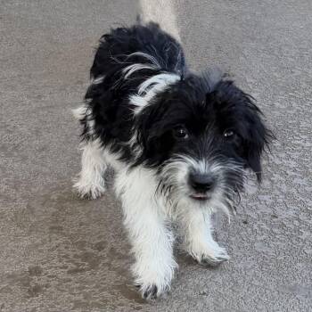 Constance Langdon -  Terrier and Mixed Breed Dog for Adoption in Las Vegas, Nevada - Constance Langdon | PetCurious