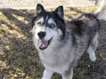 Siberian Husky Dogs Available for Adoption in Phoenix, Arizona - YUKI | PetCurious