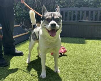 Pit Bull Terrier and Siberian Husky Dogs Available for Adoption in San Jose, California - FITZY | PetCurious