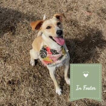 PELO -  Whippet Dog for Adoption in St. Augustine, Florida - PELO | PetCurious