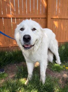 Great Pyrenees Dogs Available for Adoption in Aiken, South Carolina - Dahlia | PetCurious