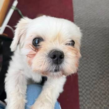 Ozzy -  Maltese and Shih Tzu Dog for Adoption in Taycheedah, Wisconsin - Ozzy | PetCurious