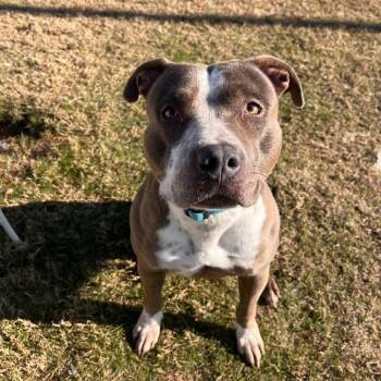 Jenny - Adoption Fee SPONSORED!!! -  Pit Bull Terrier and Mixed Breed Dog for Adoption in Alabaster, Alabama - Jenny - Adoption Fee SPONSORED!!! | PetCurious