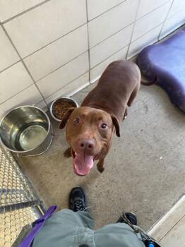 Gabby -  Mixed Breed Dog for Adoption in Bossier City, Louisiana - Gabby | PetCurious