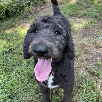 Mattie -  Sheep Dog and Poodle Dog for Adoption in Jarrettsville, Maryland - Mattie | PetCurious