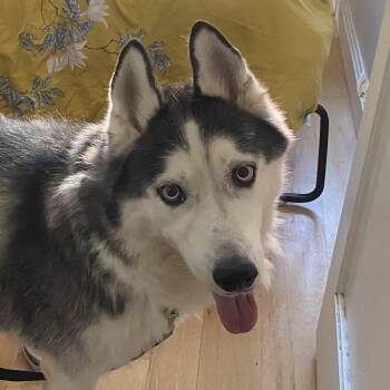Malachi -  Siberian Husky Dog for Adoption in New York, New York - Malachi | PetCurious