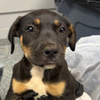 Patriot -  Mixed Breed Dog for Adoption in Greenville, South Carolina - Patriot | PetCurious