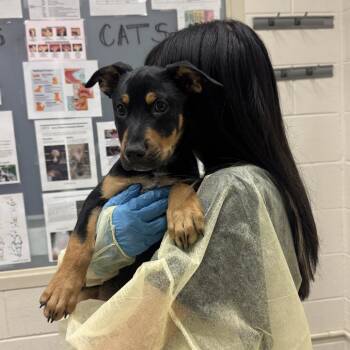 Binnie -  Mixed Breed Dog for Adoption in Murray, Utah - Binnie | PetCurious