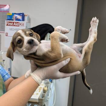 Paris -  Black Mouth Cur and Mixed Breed Dog for Adoption in Cleveland, Mississippi - Paris | PetCurious