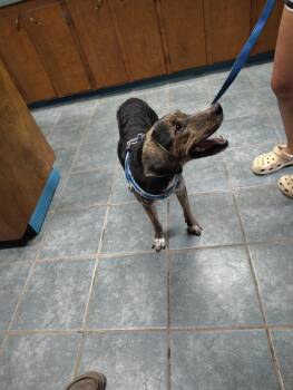 Rescue Catahoula Leopard Dog and Black Mouth Cur Dogs for Adoption in Shelby County, Texas - Sylvia | PetCurious