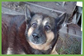 Abby -  German Shepherd Dog Dog for Adoption in Amherst, Massachusetts - Abby | PetCurious
