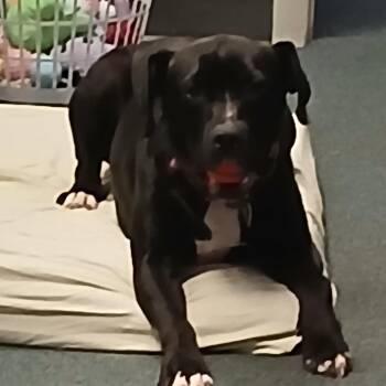 Stella -  Pit Bull Terrier Dog Available for Adoption in Carey, Ohio - Stella | PetCurious