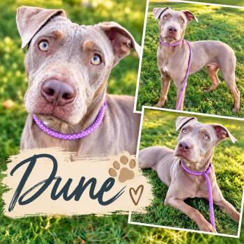 Dune -  Weimaraner Dog for Adoption in St. Louis, Missouri - Dune | PetCurious