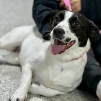 Terrier Dogs Available for Adoption - Perdita: The Low Rider That Couldn